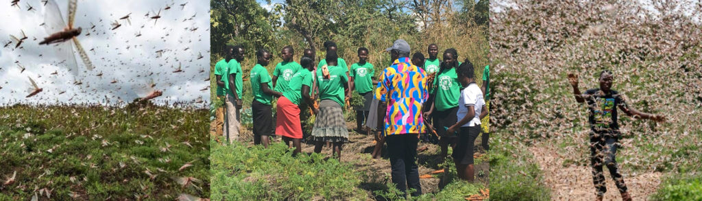 Plaga de langostas y coronavirus: el inicio de una posible emergencia humanitaria en Uganda